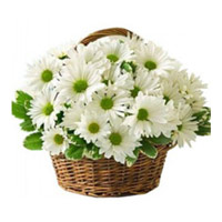 Get Well Soon Flowers to India : White Gerbera to India