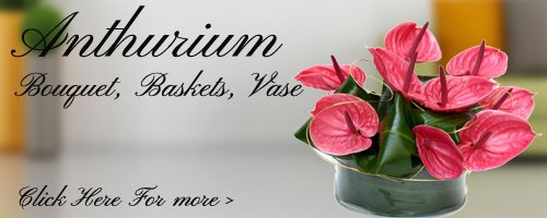 Anthurium Flowers to Durg