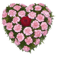 Rakhi with Flowers to India contain of 36 Pink Carnation Heart Arrangement