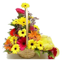 Send Online Mixed Gerbera Basket 12 Flowers with Rakhi in India