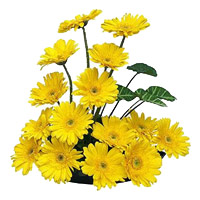 Deliver Diwali Flowers in India. 15 Yellow Gerbera in Flower Basket to India Same Day