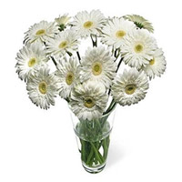 Online New Born Flower Delivery in India - White Gerbera