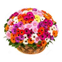 Flower Delivery in India - Mix Gerbera Basket