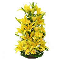 Yellow Lilies in India