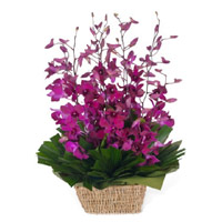 Online Rakhi Delivery of 10 Purple Orchids Basket Flowers to India