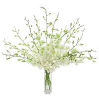 Rakhi to India with White Orchid Vase 10 Flowers Stem