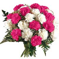 Flower Delivery India : Pink White Carnations
