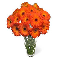 Deliver online Diwali Flowers in India. Orange Gerbera in Vase 24 Flowers in India